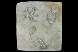 Five Species of Crinoids on One Plate - Crawfordsville, Indiana #135548-2